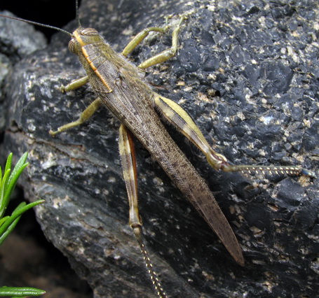 Anacridium aegyptium (Acrididae)