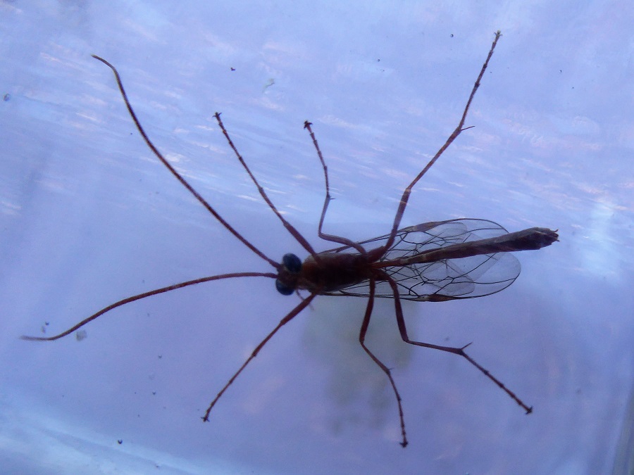 Ichneumonidae da identificare