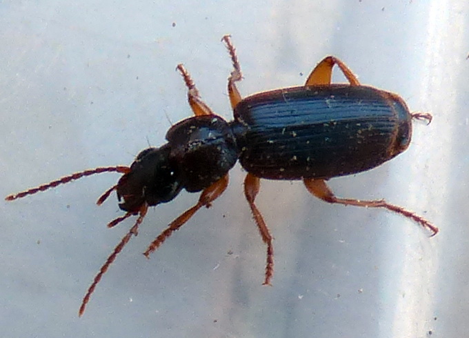 Carabidae da identificare: Pseudomasoreus canigoulensis