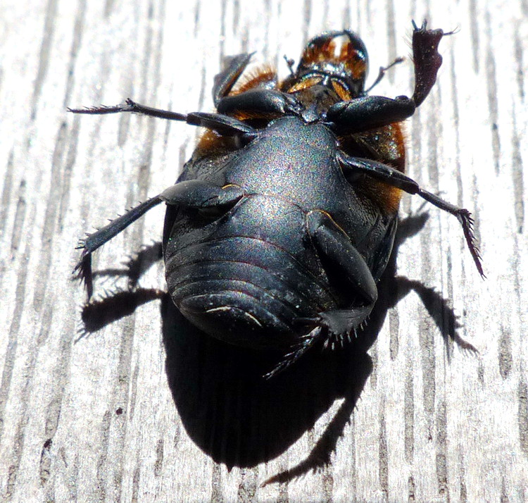 Histeridae: Pactolinus major