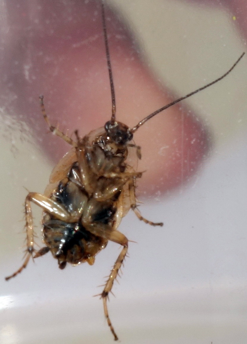 Giovane blatta da identificare