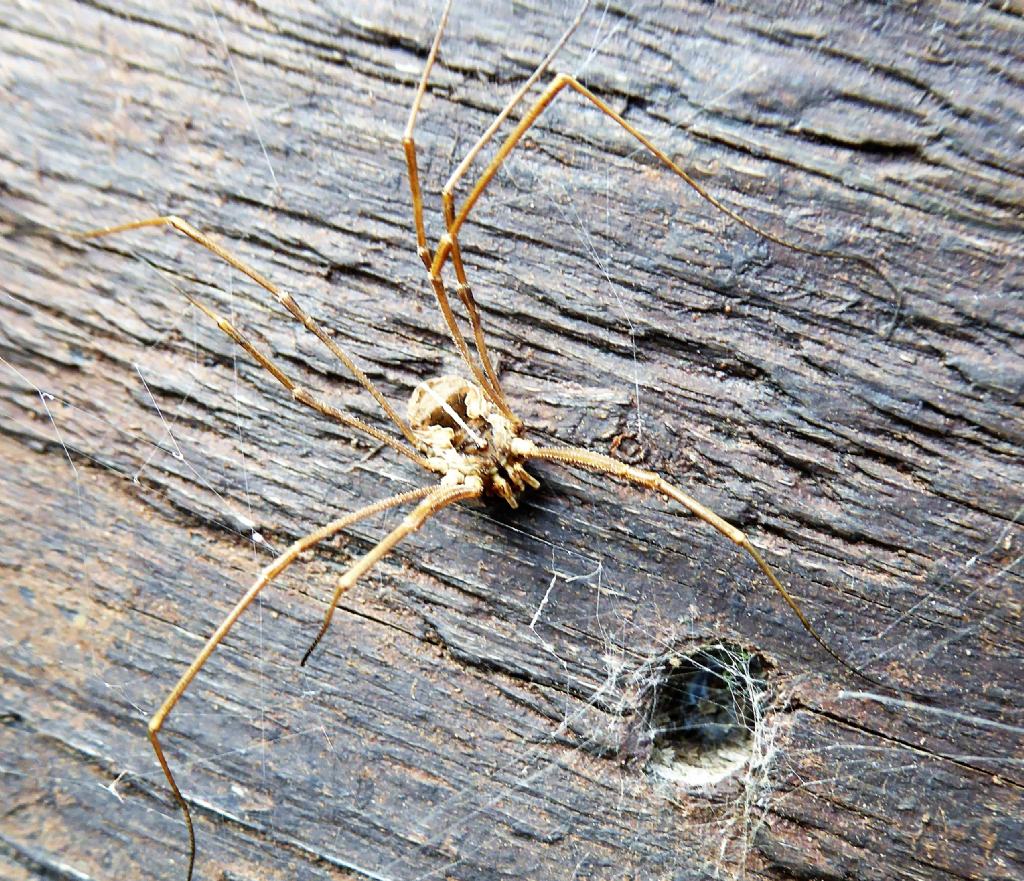 Metaphalangium cirtanum (Phalangiidae)