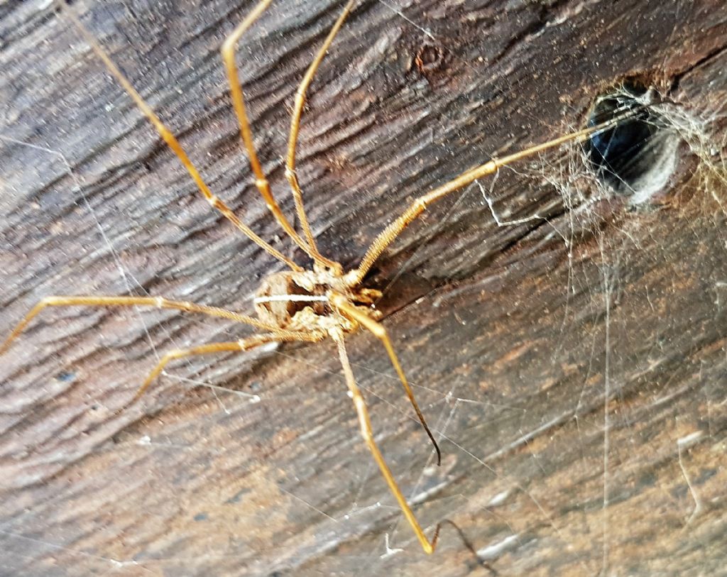 Metaphalangium cirtanum (Phalangiidae)