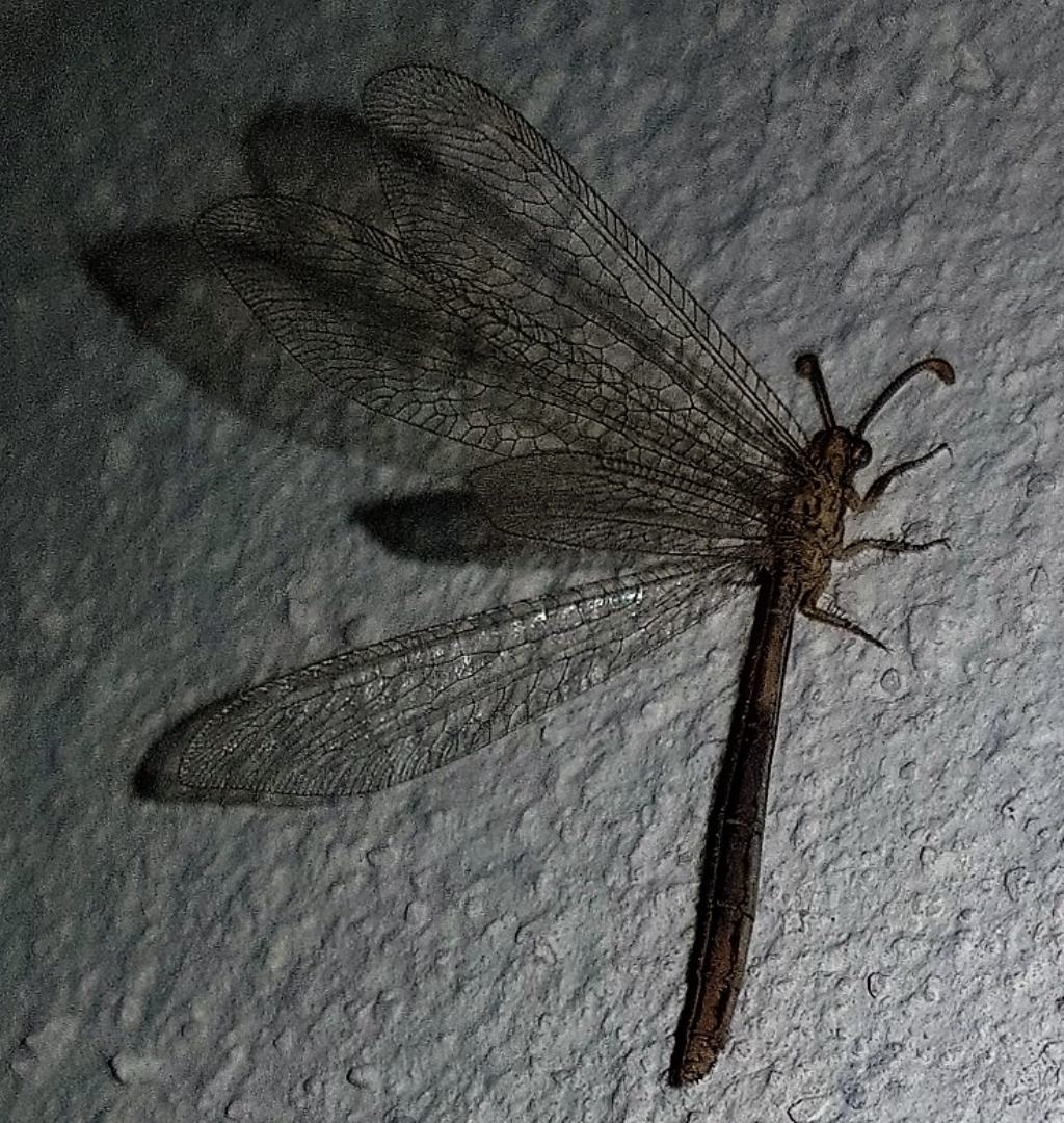 Myrmeleontidae: Macronemurus appendiculatus