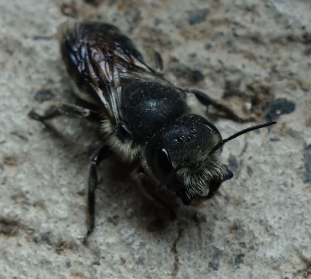 Apidae Megachilinae : Osmia sp.