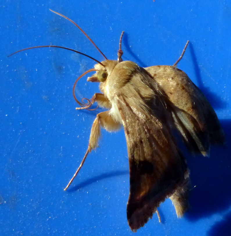 Lepidoptero da identificare - Heliothis peltigera, Noctuidae