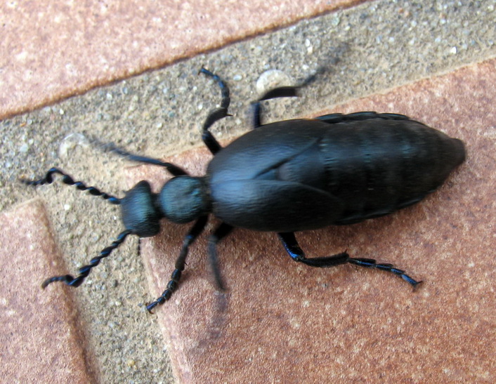 Meloidae : Meloe (Meloe) proscarabaeus