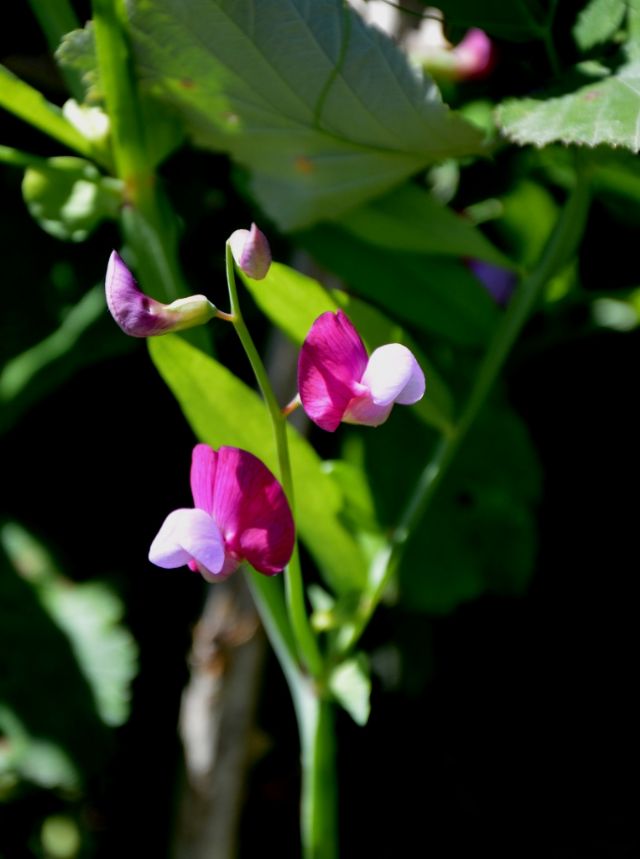 da iconfermare Lathyrus articulatus ?