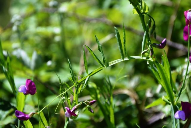 da iconfermare Lathyrus articulatus ?