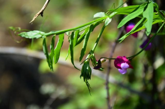 da iconfermare Lathyrus articulatus ?