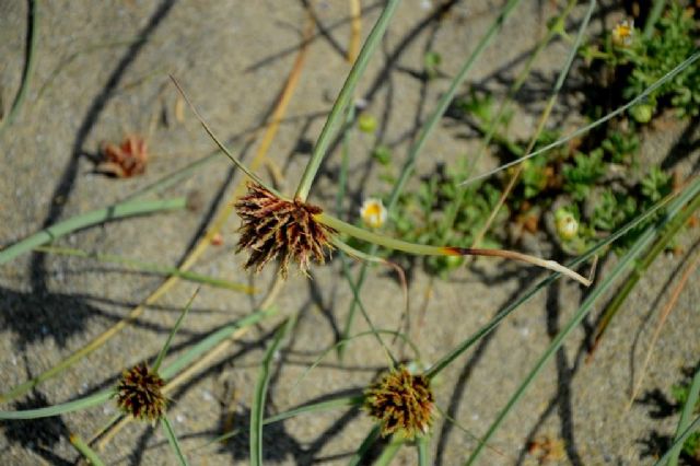 Cyperus capitatus / Zigolo delle spiagge