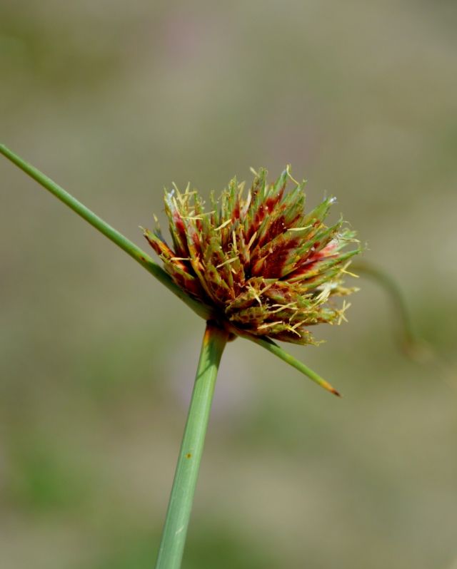 Cyperus capitatus / Zigolo delle spiagge