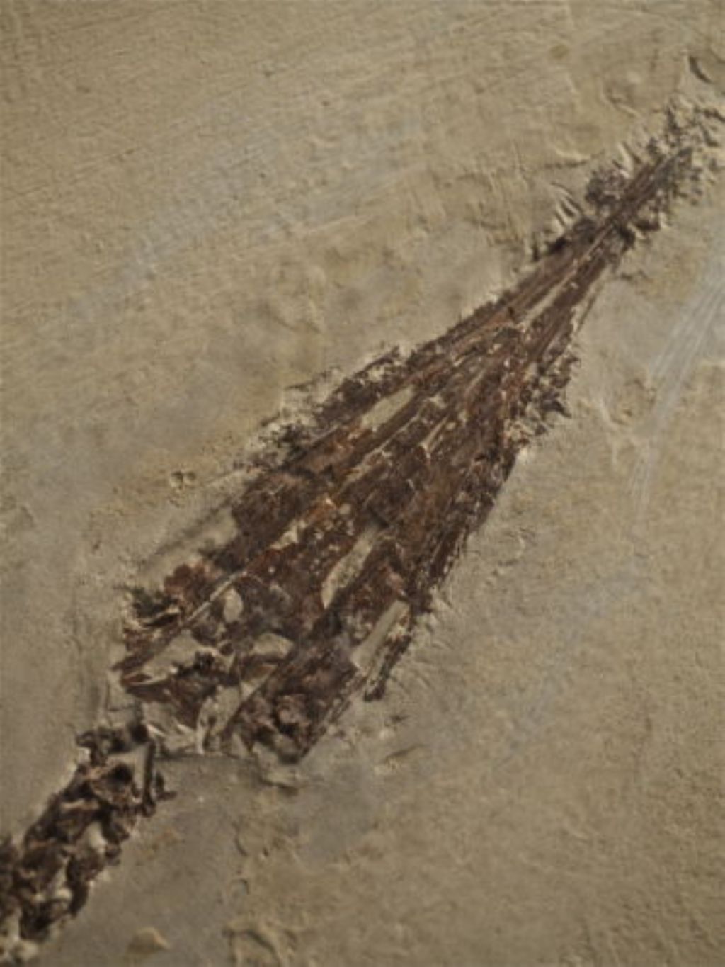 Mesosaurus tumidum, vero?