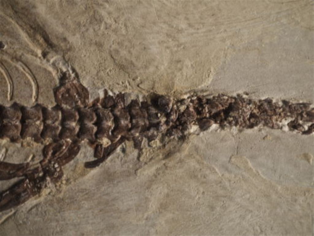 Mesosaurus tumidum, vero?