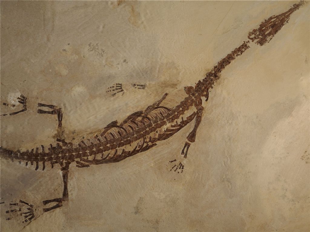 Mesosaurus tumidum, vero?