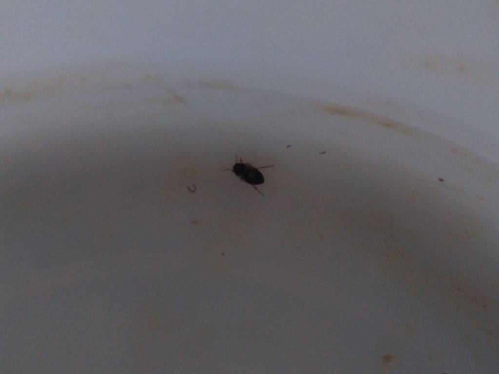 Riconoscimento dytiscidae