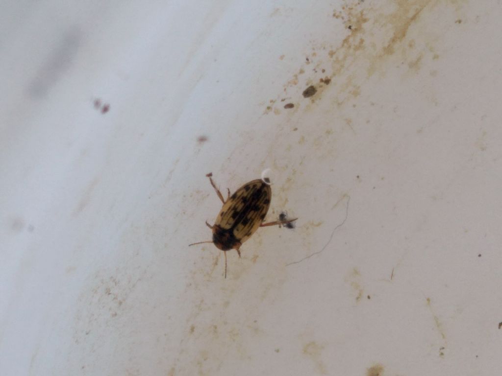 Dytiscidae: cfr. Scarodytes halensis
