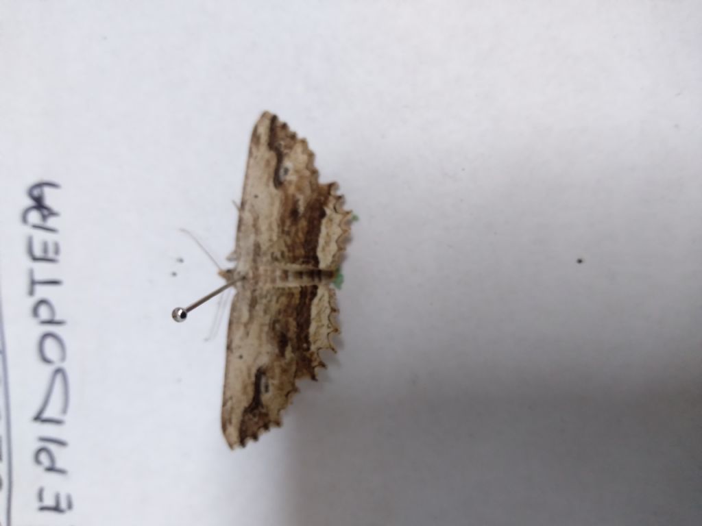 Menophra abruptaria?