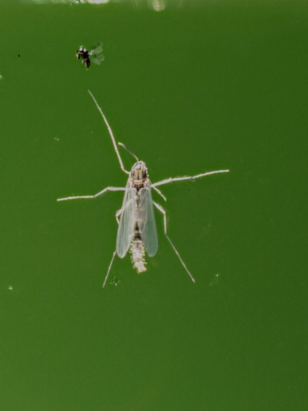 Probabili larve di chironomidi?