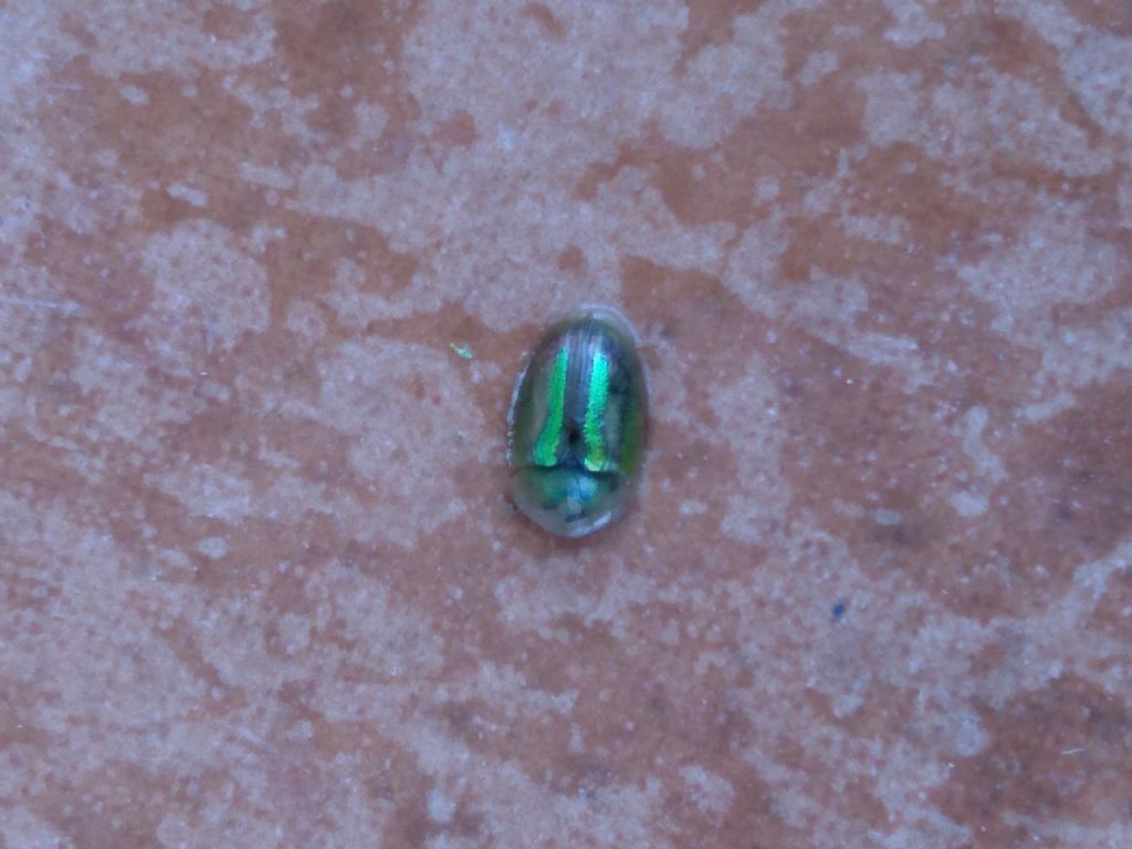 Chrysomelidae: Cassida vittata?