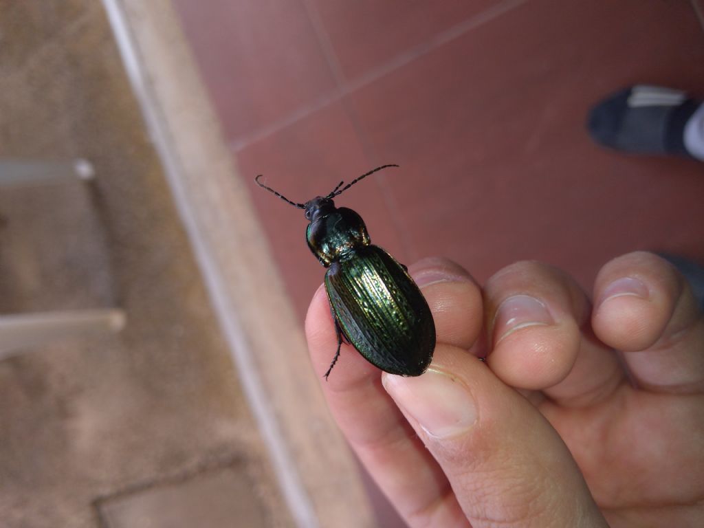 Carabus morbillosus? S.