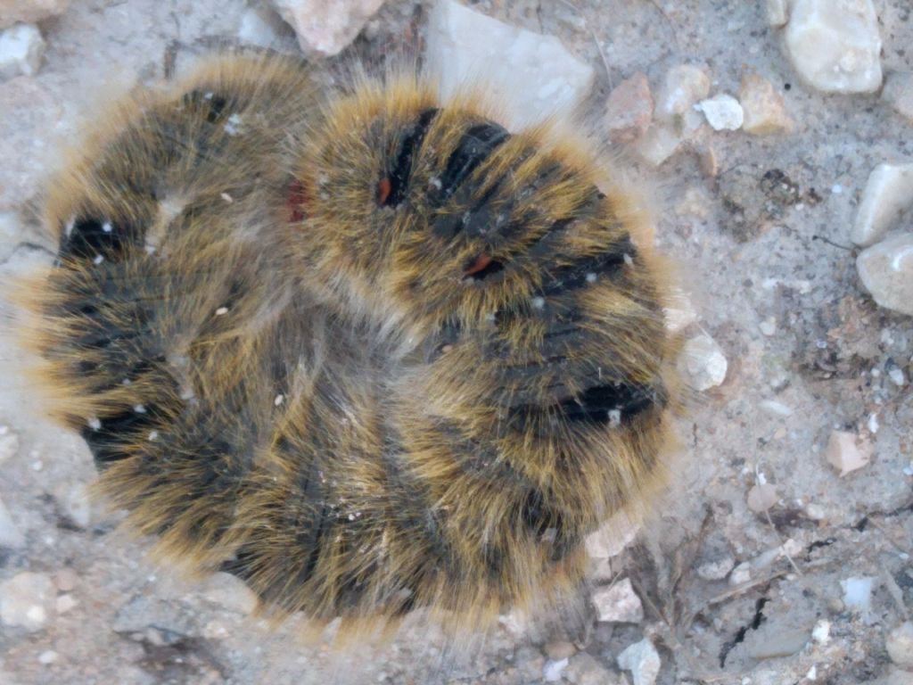 Bruco di lasiocampa quercus?