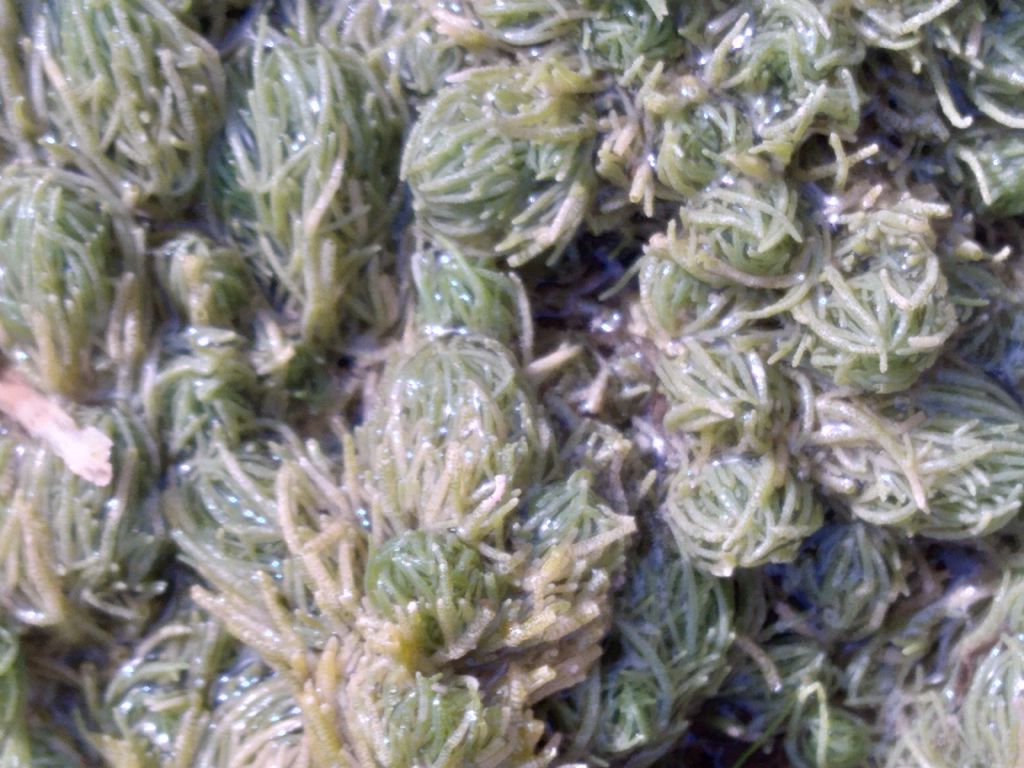 Pianta (forse) da id