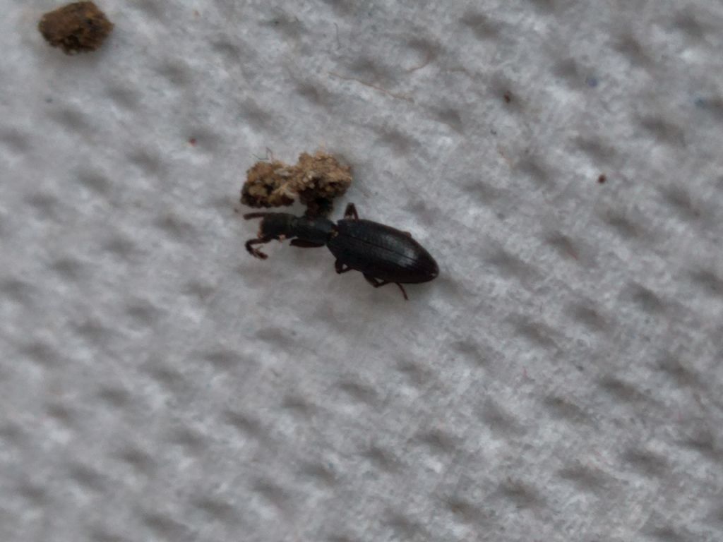 Netrodera sp.: no, Tenebrionidae (Stenosinae)