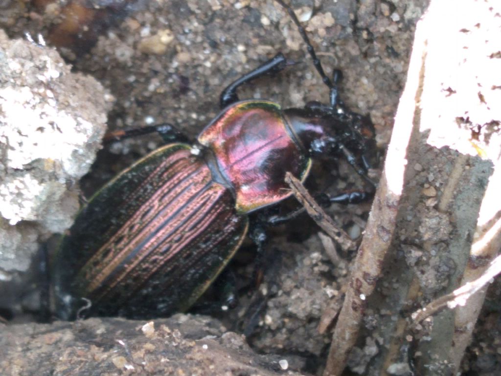 Carabus morbillosus? S.