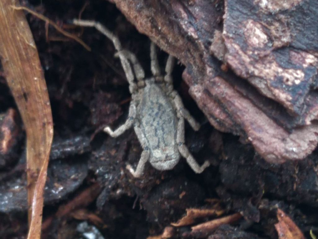 Trogulus sp. - Trogulidae