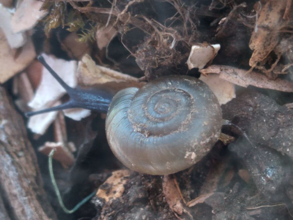 Lumaca da id.