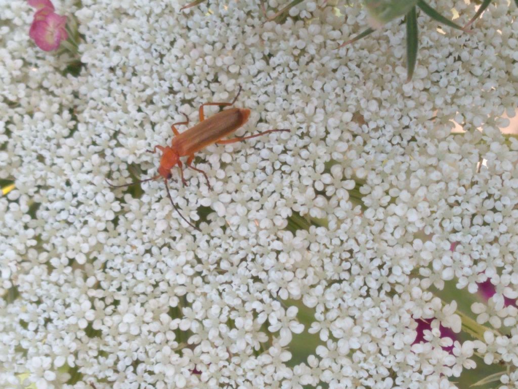Cantharidae: Rhagonycha fulva