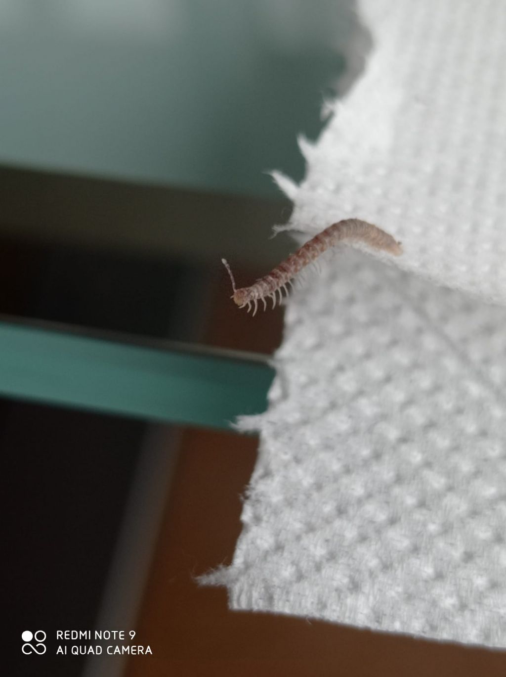 autaretia aliciae? Nuova specie in Italia?
