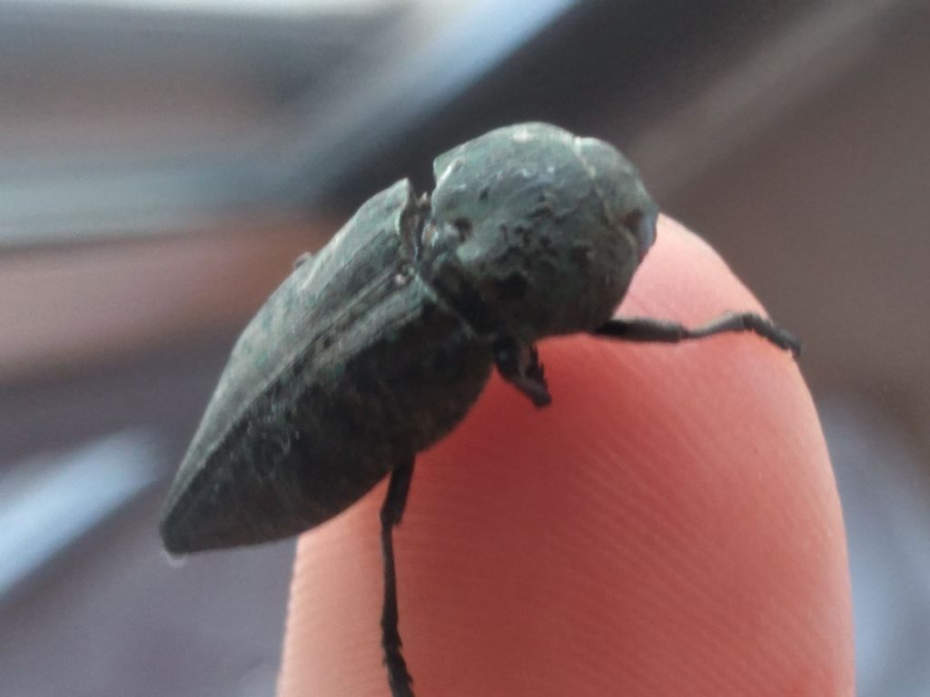 Buprestidae: Capnodis tenebricosa