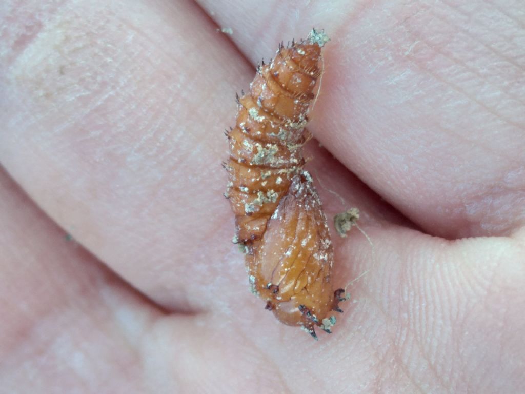 Pupa di coleottero?