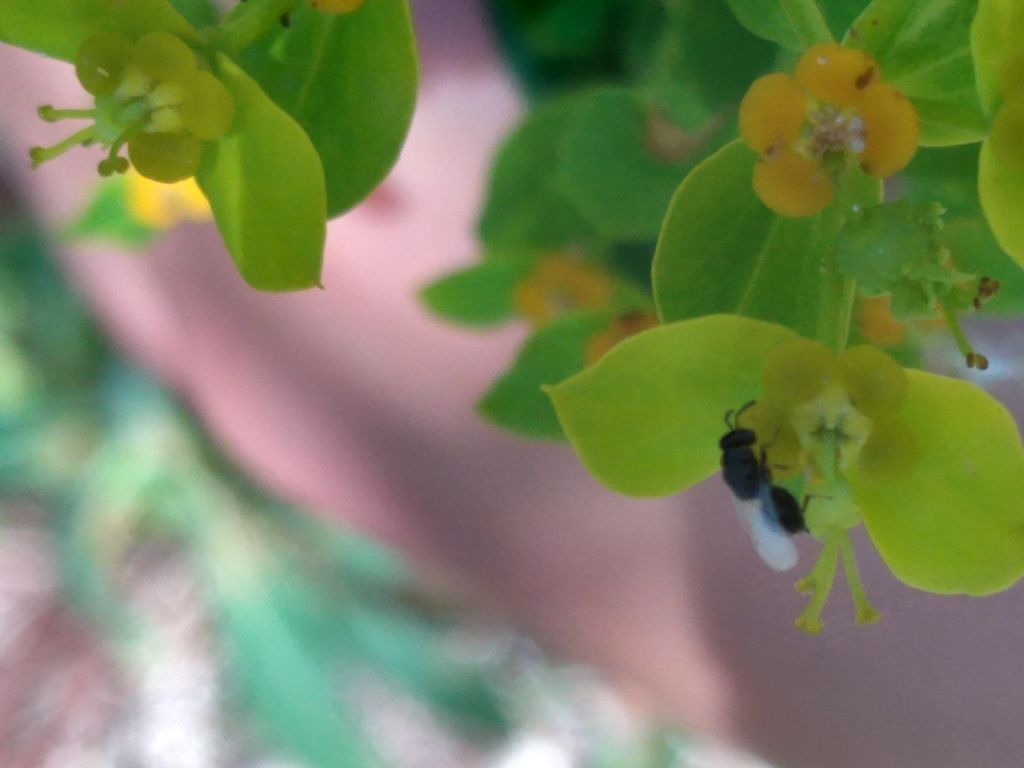 Eurytoma?
