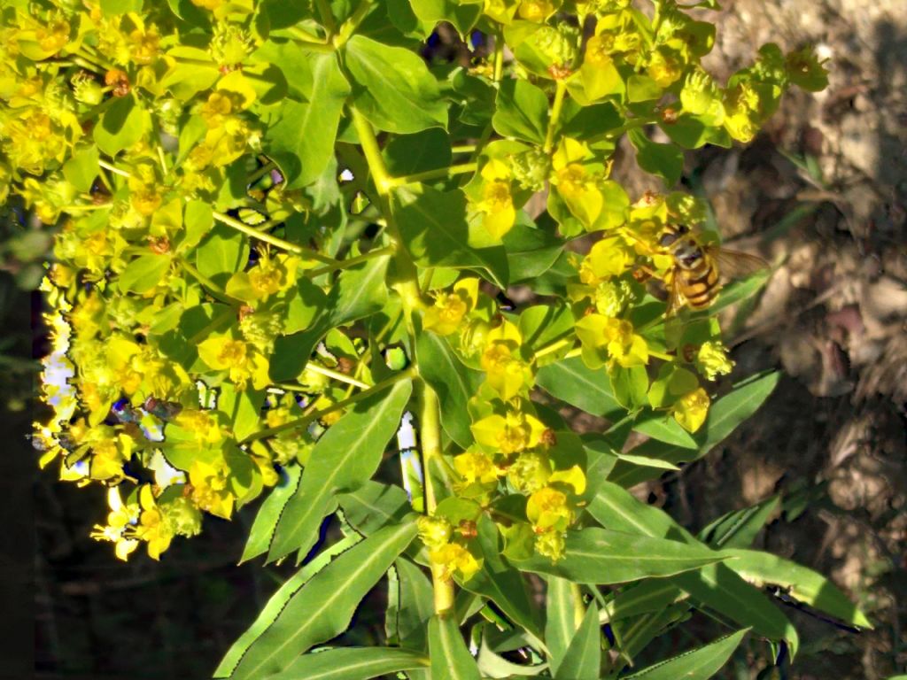 Alcuni ditteri da identificare