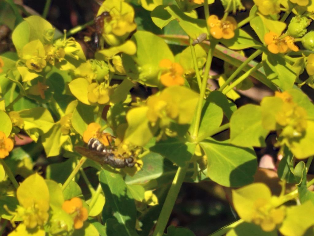 Alcuni ditteri da identificare