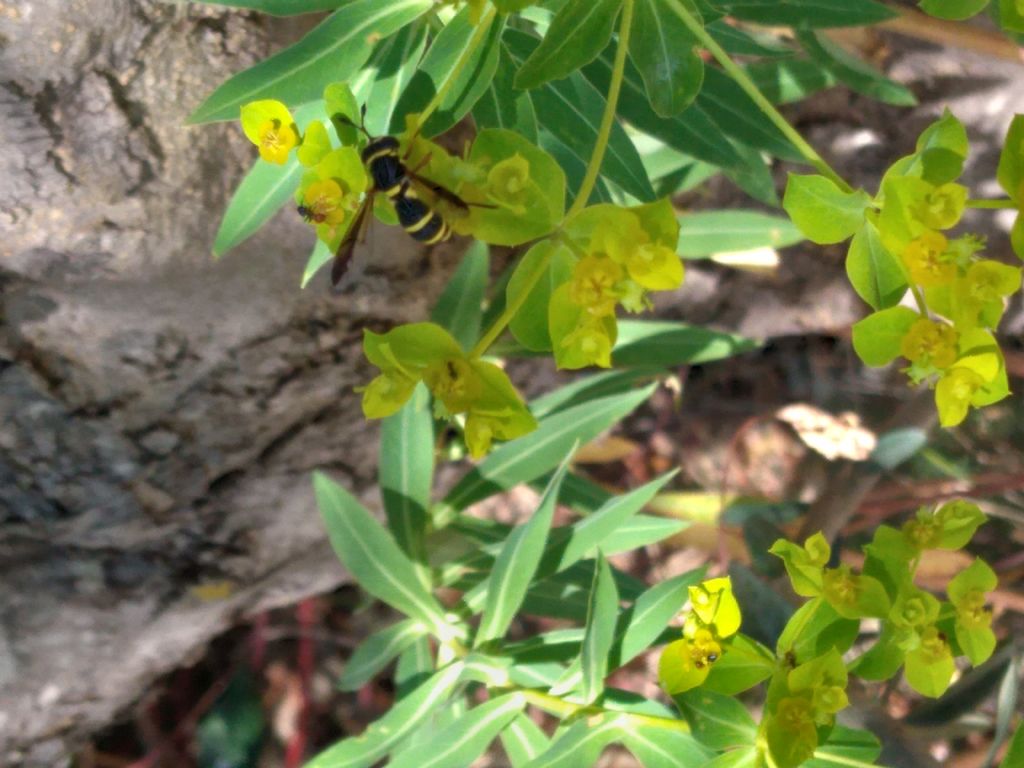 Alcuni ditteri da identificare