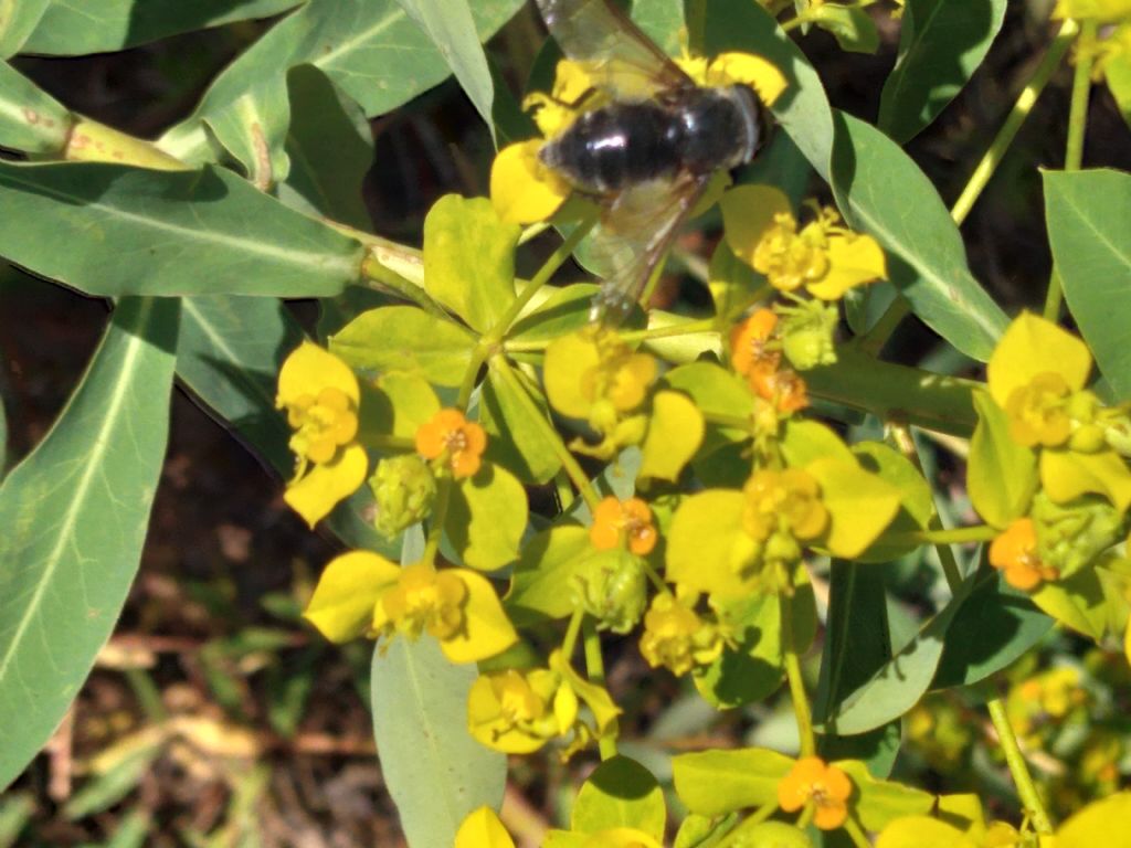 Alcuni ditteri da identificare