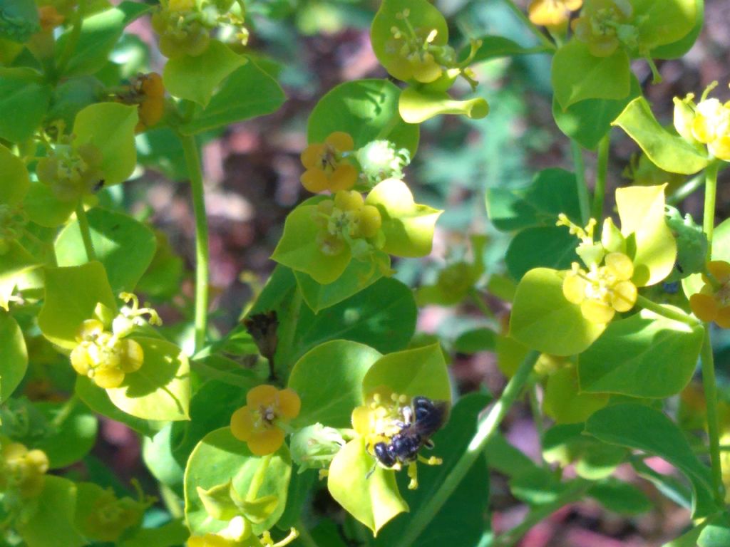 Lasioglossum?
