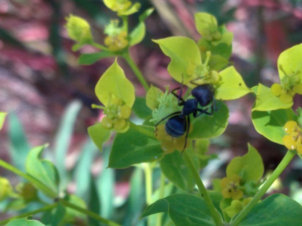 Camponotus?