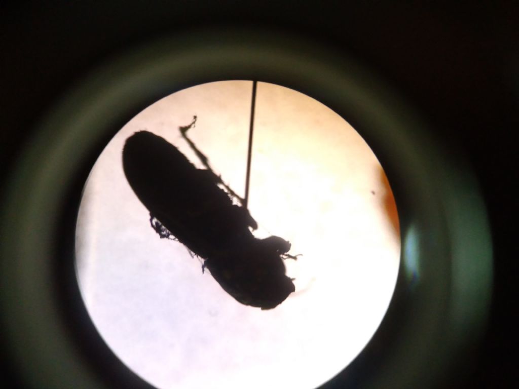 Aphodiidae: cf. Pleurophorus sp.