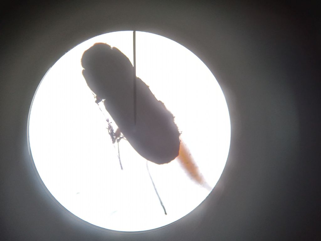 Aphodiidae: cf. Pleurophorus sp.