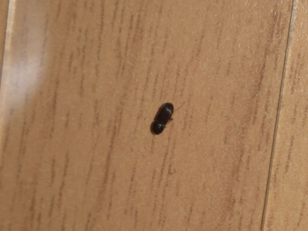 Aphodiidae: cf. Pleurophorus sp.