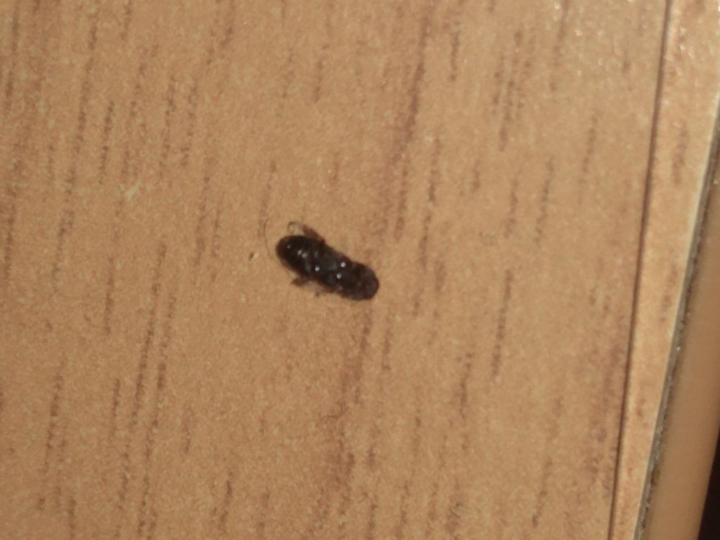 Aphodiidae: cf. Pleurophorus sp.