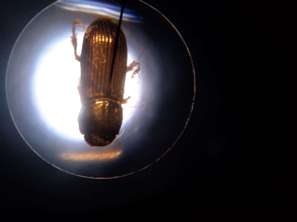 Aphodiidae: cf. Pleurophorus sp.
