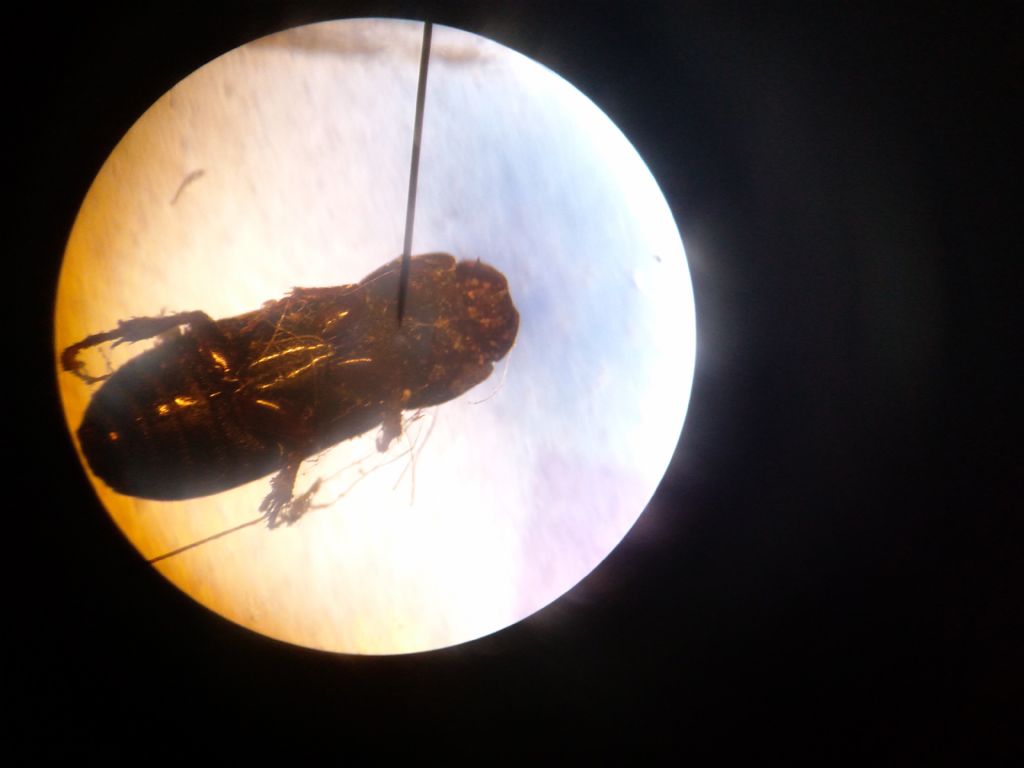 Aphodiidae: cf. Pleurophorus sp.
