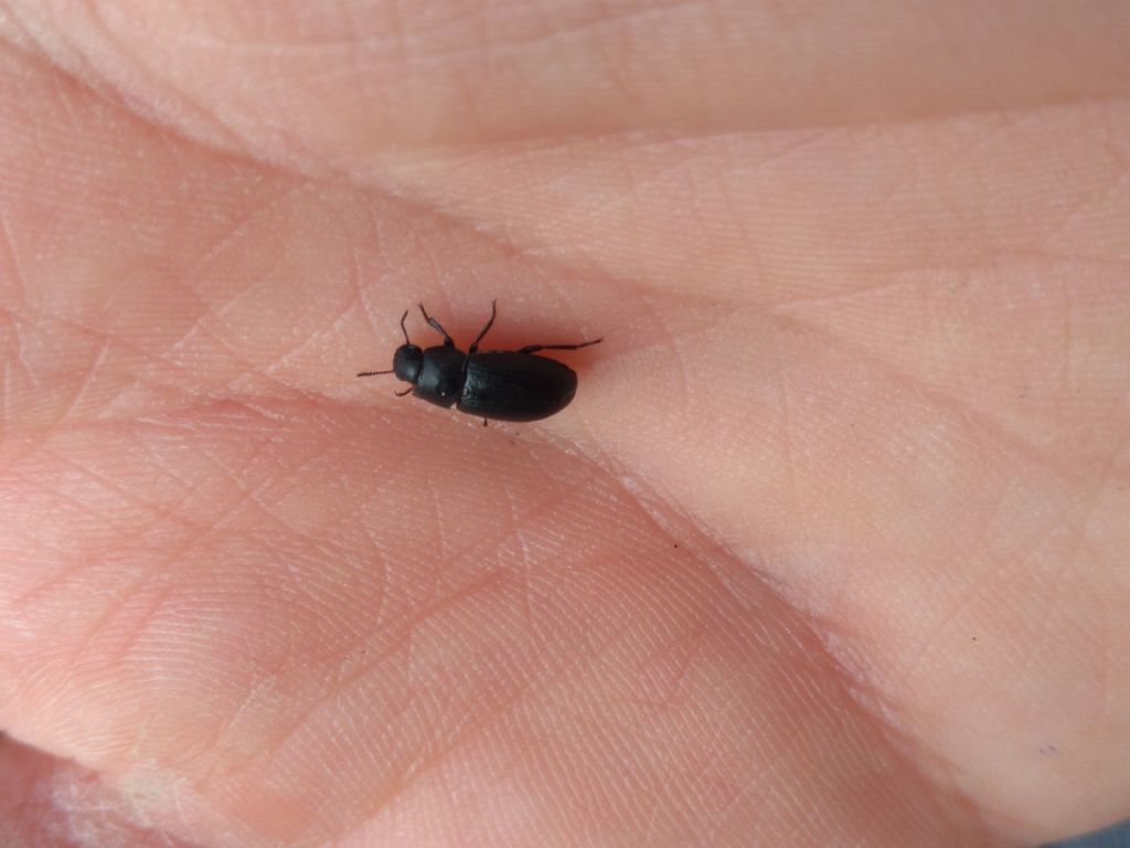 Tenebrionidae: cfr. Alphitobius diaperinus