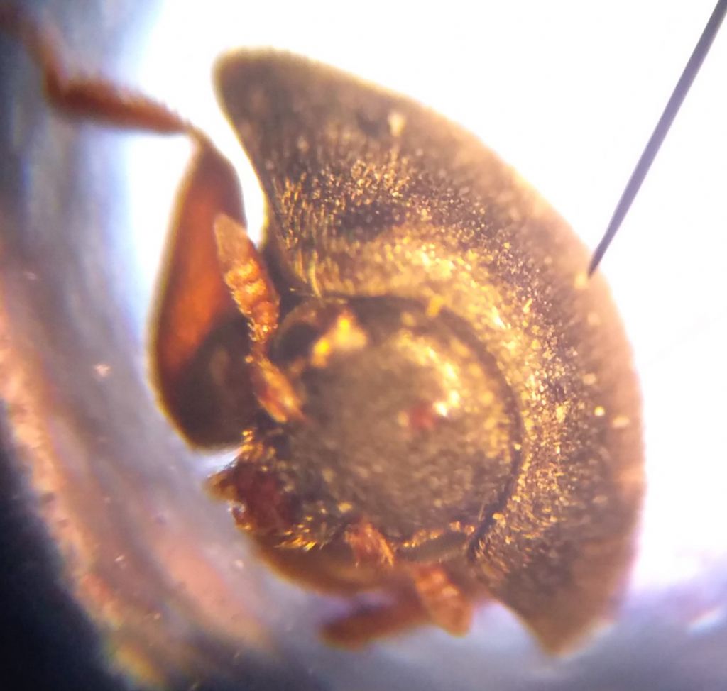 Dermestidae: femmina di Attagenus sp. (cfr.)
